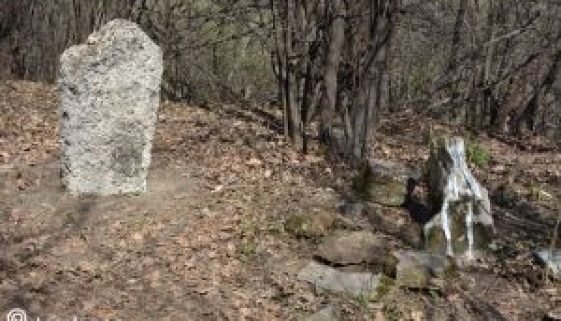 Kaurska kosa