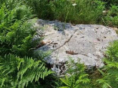 Pavići - Osnovna škola