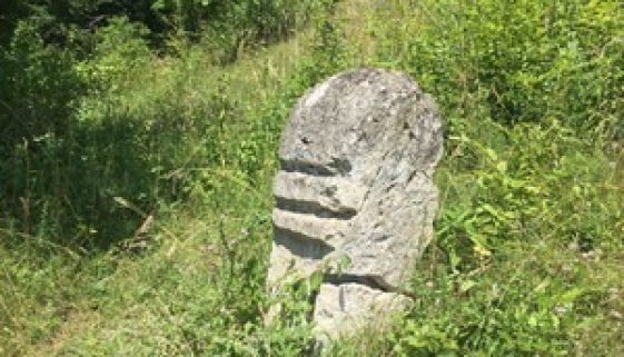 Kozice